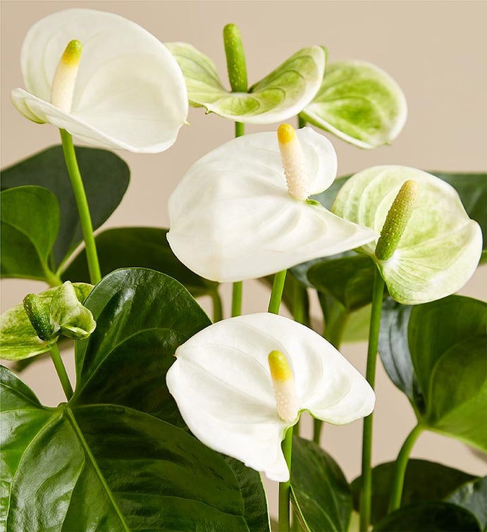 White Anthurium Plant