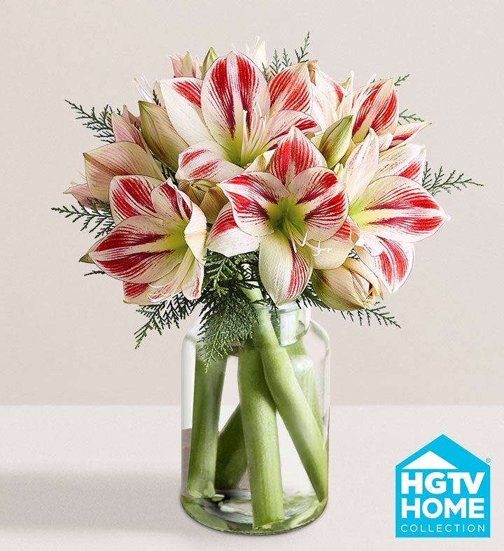 Peppermint Amaryllis Bouquet