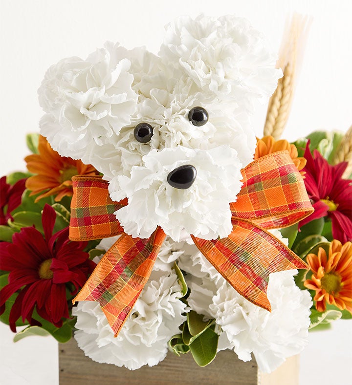 SUPER BEAVER あなた (Another Ver.) a-DOG-able® for Fall