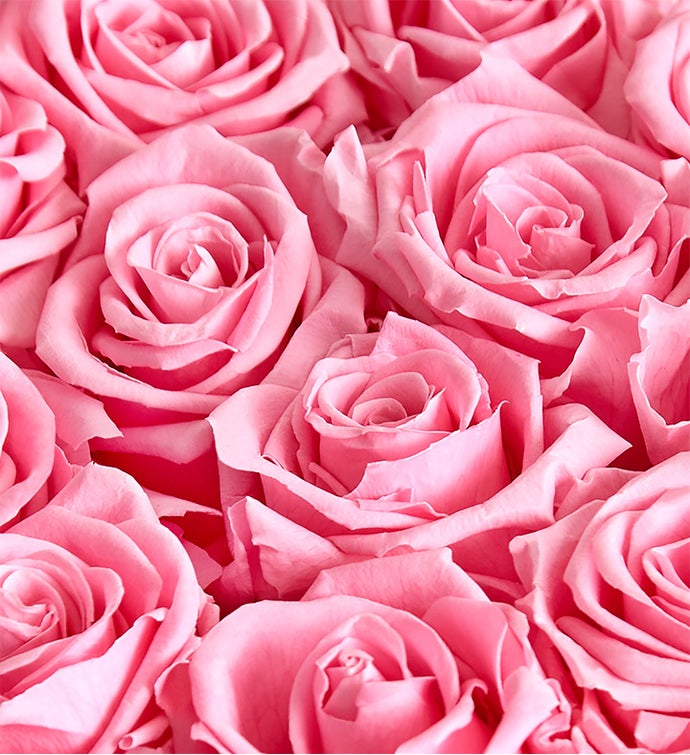 LoveShackFancy Sugar Plum Preserved Magnificent Roses®
