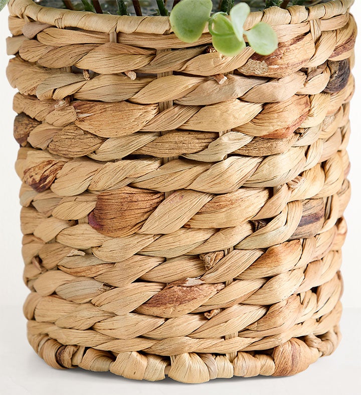 Tulip Tranquility Décor