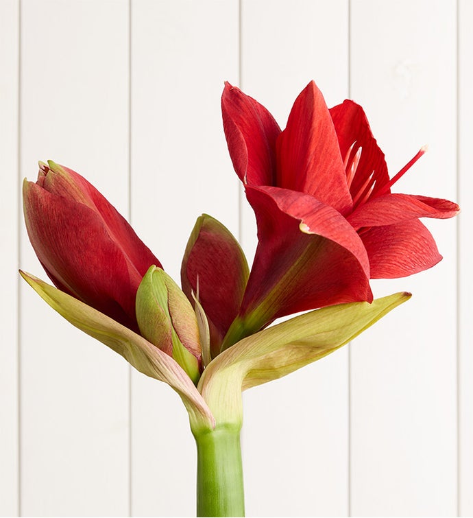 Luxe Holiday Amaryllis Peony Rose Bouquet