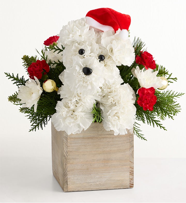 Santa Paws®