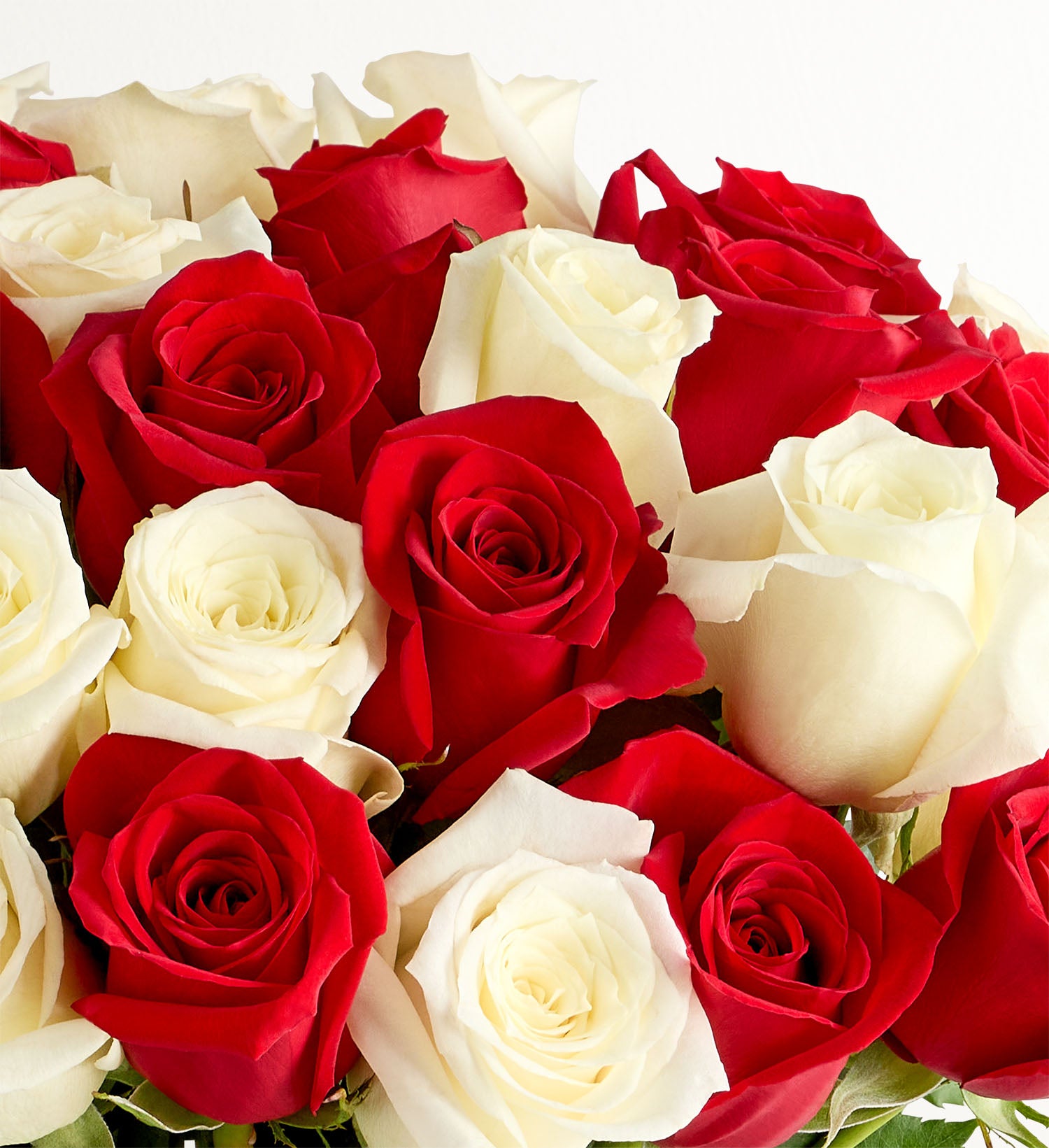 Candy Cane Twist™ Roses