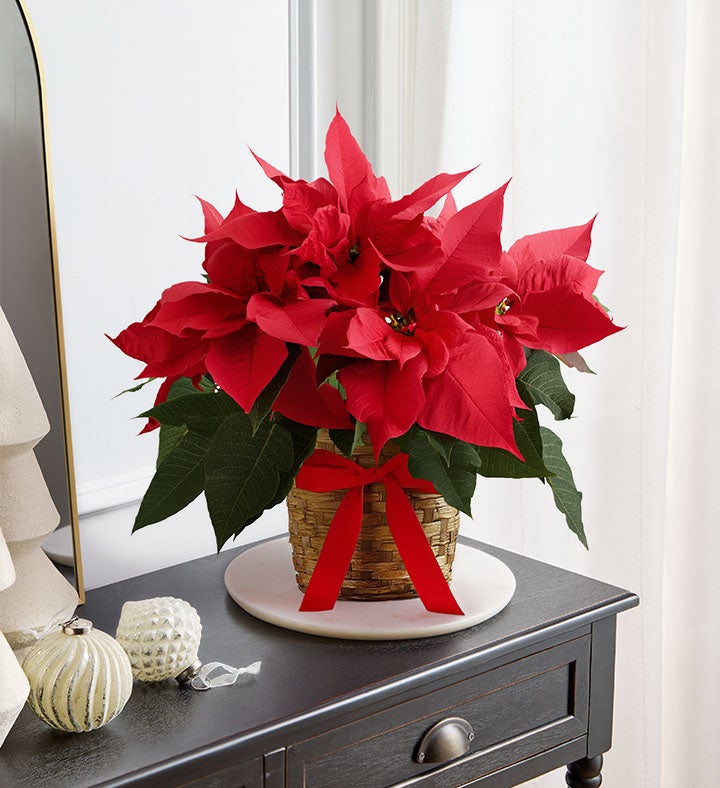 Poinsettia Plant