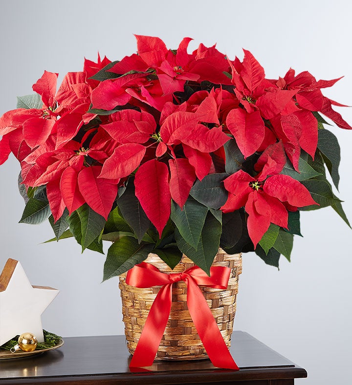 Poinsettia Plant