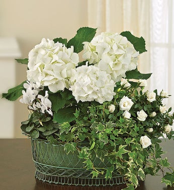 Tranquil White Garden