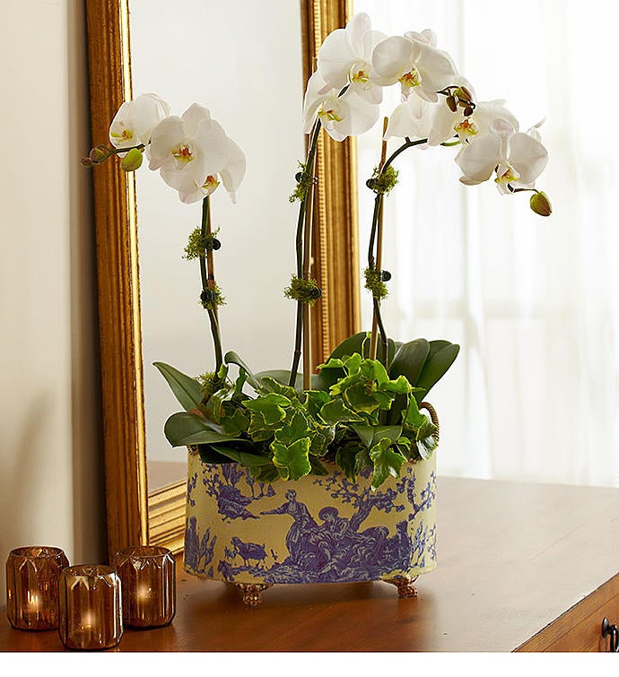 English Orchid Garden