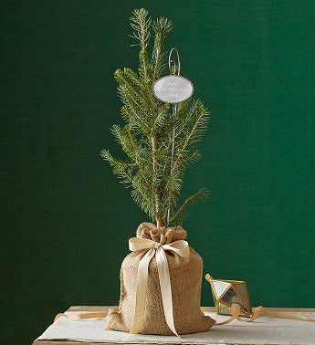 Colorado Blue Spruce Tree for Sympathy