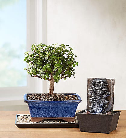Bonsaïs - Livraison de bonsaïs à domicile