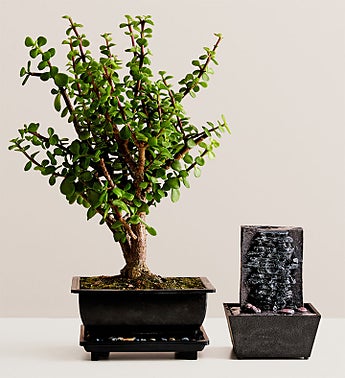 Bonsai Tree Plant Delivery Bonsai Gifts 1800flowers