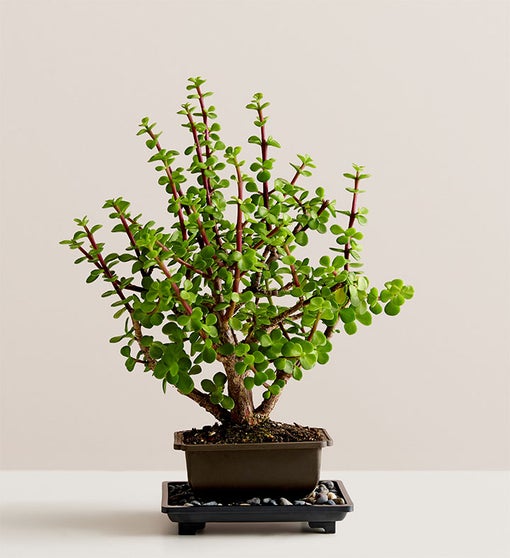 Dwarf Jade Bonsai from