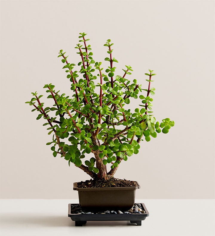 Juniper Bonsai 1822