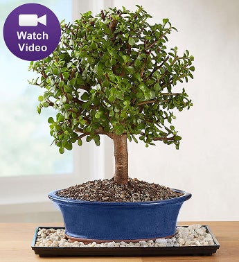 Dwarf Jade Bonsai