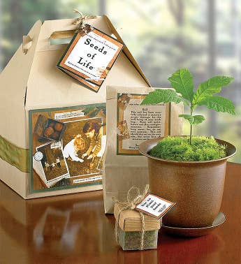Seeds of Life Tree Kit