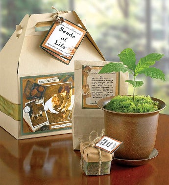 Seeds of Life Tree Kit