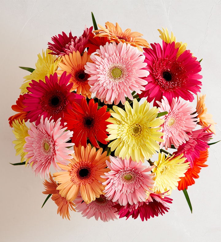 Happy Gerbera Daisies, 12 24 Stems test