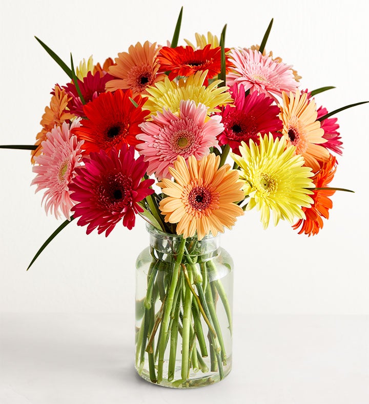Happy Gerbera Daisies, 12 24 Stems