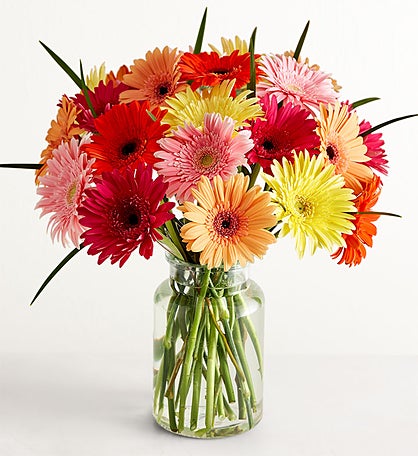 Happy Gerbera Daisies