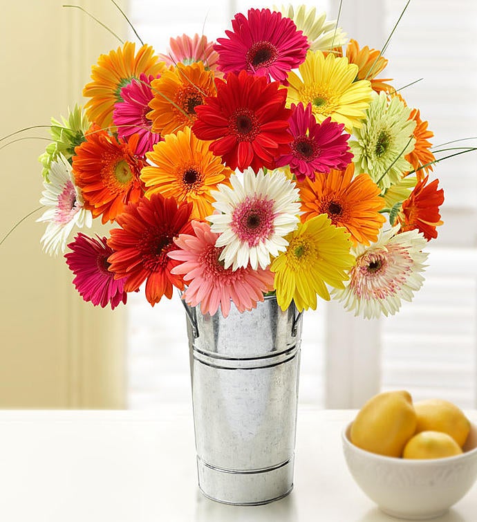Happy Gerbera Daisies
