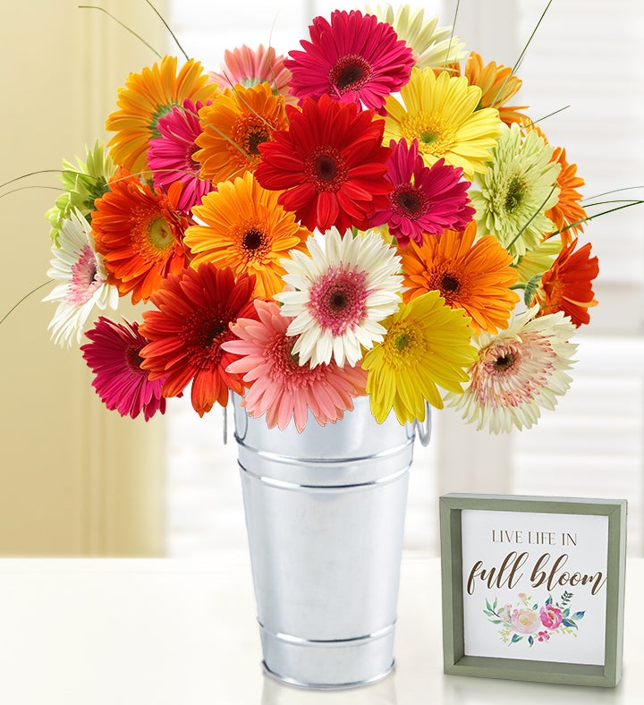 Happy Gerbera Daisies, 24 Stems