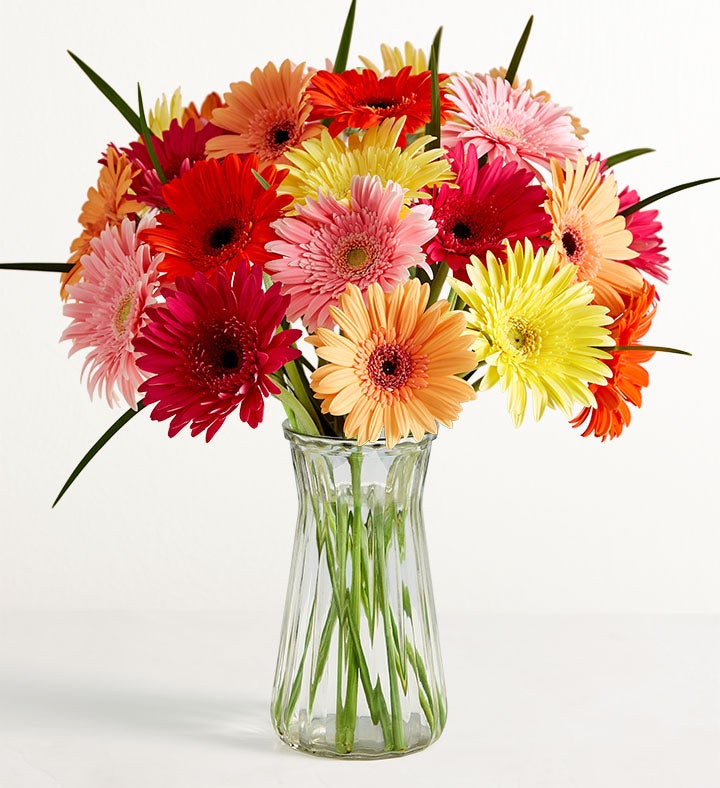 1-800-Flowers Flower Delivery Happy Gerbera Daisies 12-24 Stems, 24 Stems W/ Clear Vase