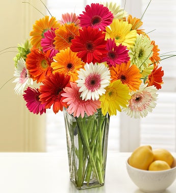 Happy Gerbera Daisies 12 - 24 Stems