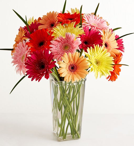 Happy Gerbera Daisies, 12 - 24 Stems
