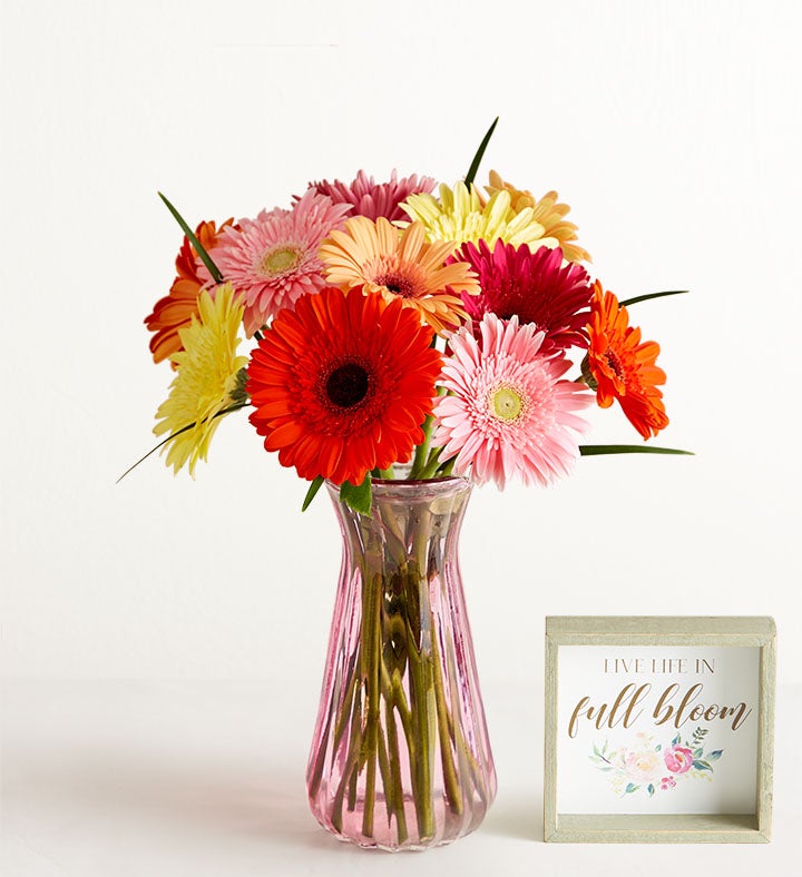 1-800-Flowers Flower Delivery Happy Gerbera Daisies 12-24 Stems, 12 Stems W/ Pink Vase & Sign
