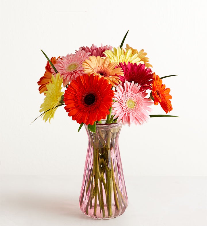 1-800-Flowers Flower Delivery Happy Gerbera Daisies 12-24 Stems, 12 Stems W/ Pink Vase