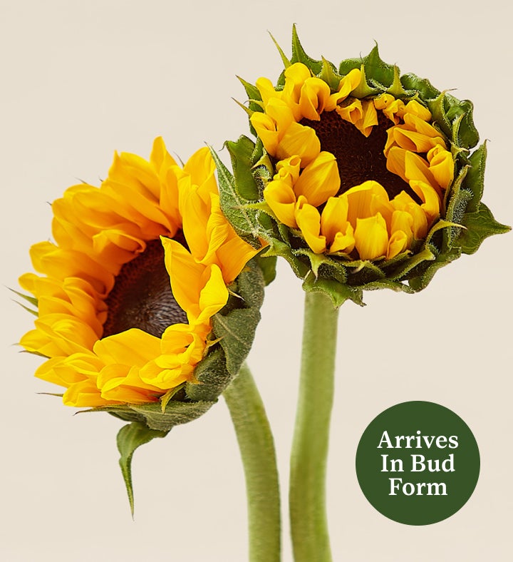 10 Stems Sunflowers: Save 30%