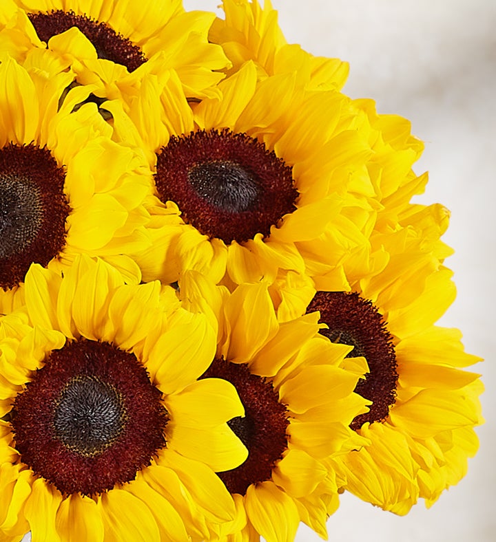 10 Stems Sunflowers: Save 30%