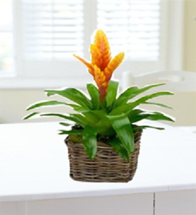 Switzerland Deliver Gifts to Switzerland