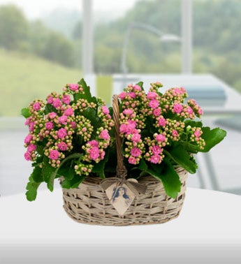 Kalanchoe Basket