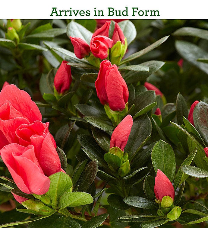 Azalea Topiary By Southern Living 1800flowers Com 157201