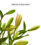 Summer Lilies by Southern Living®