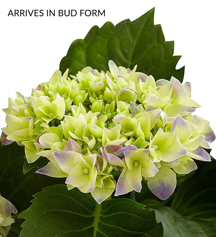 With Love Hydrangea