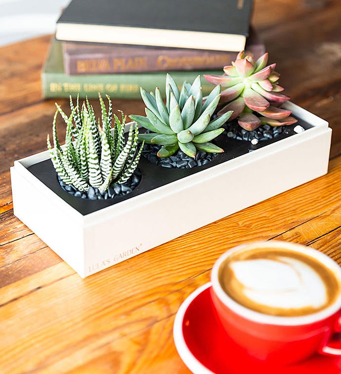 img_4386_succulent_supplied_alt