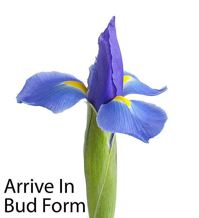 Bunches of Love Tulip & Iris Bouquet + Free Vase