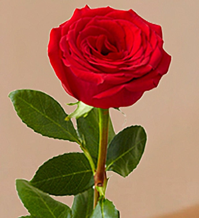 Magnificent Rose® One Dozen 4ft Red Roses | 1800Flowers.com - 103194