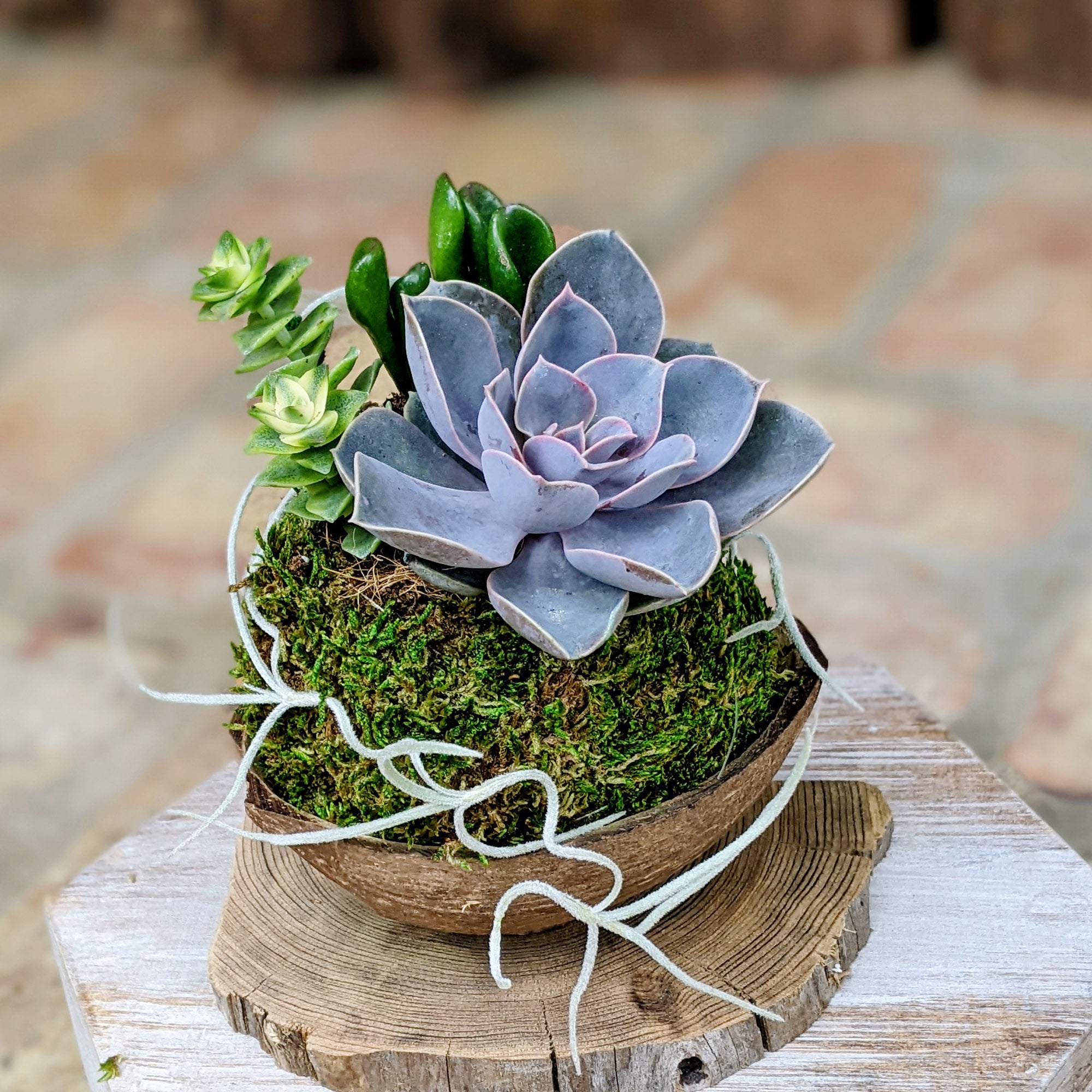 Live Succulent In A Coconut Shell 