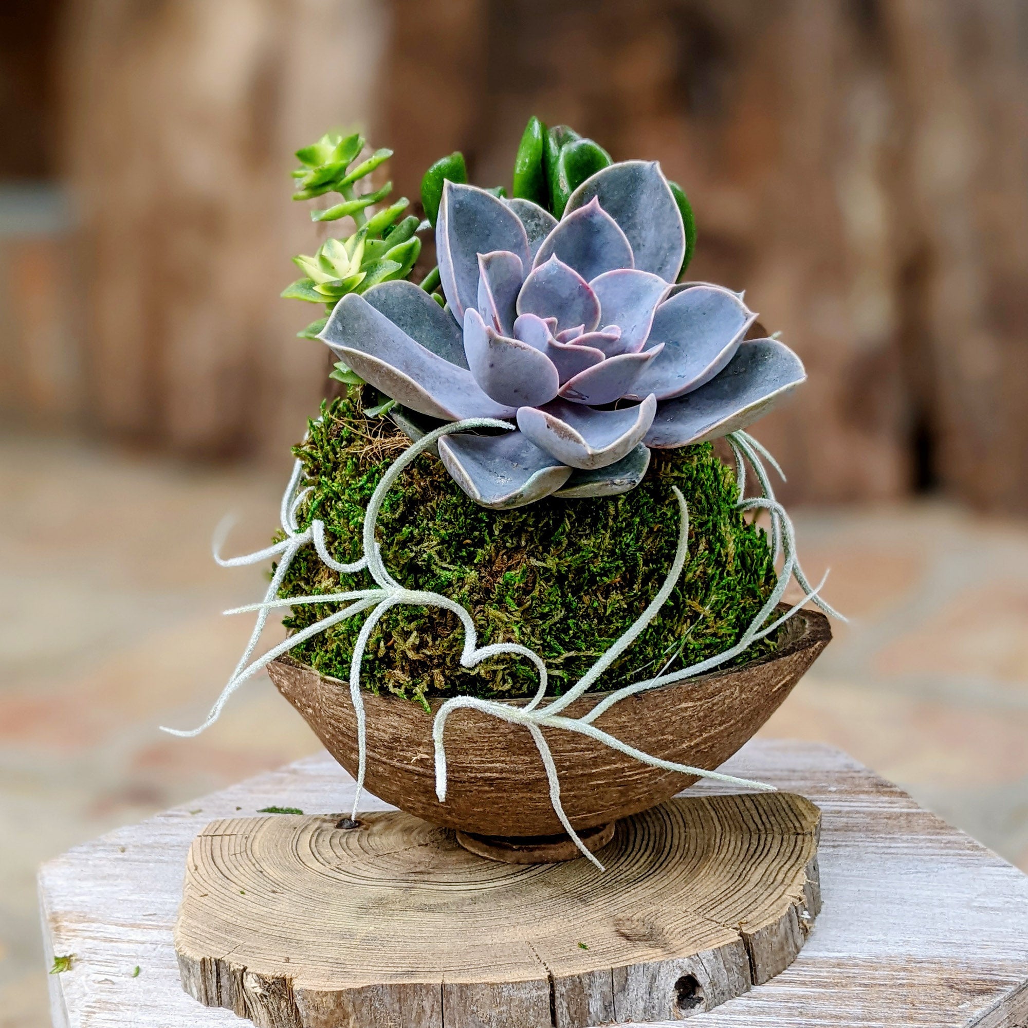 Live Succulent In A Coconut Shell