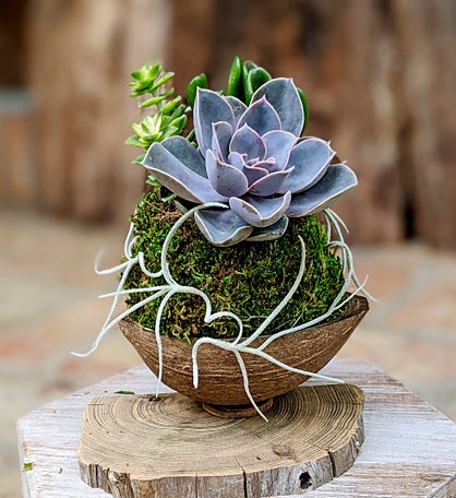 Live Succulent In A Coconut Shell 