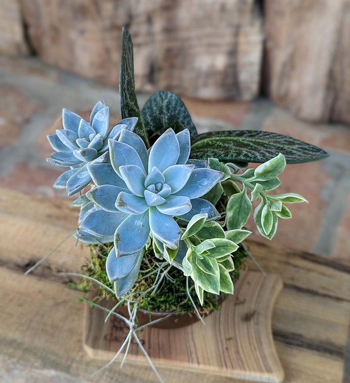 Live Succulents In A Coconut Shell