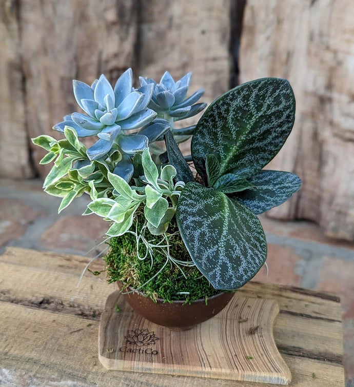 Live Succulents In A Coconut Shell