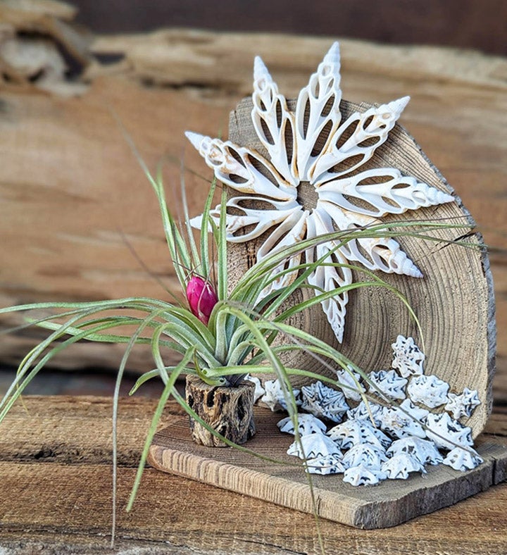  Live Air Plant Gift With Sea Shell Plant And Driftwood Office Desk Plant 