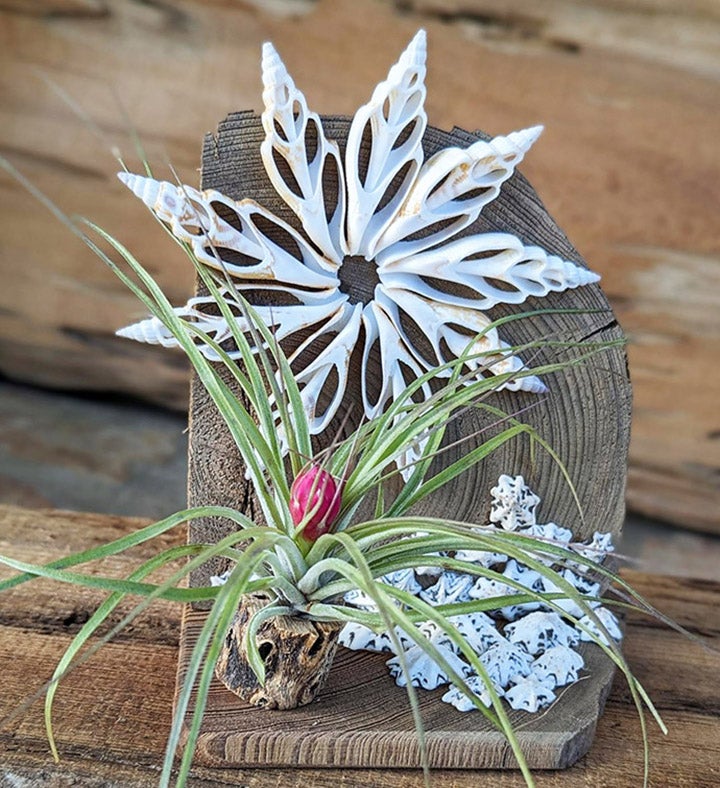 Live Air Plant Gift With Sea Shell Plant And Driftwood Office Desk Plant