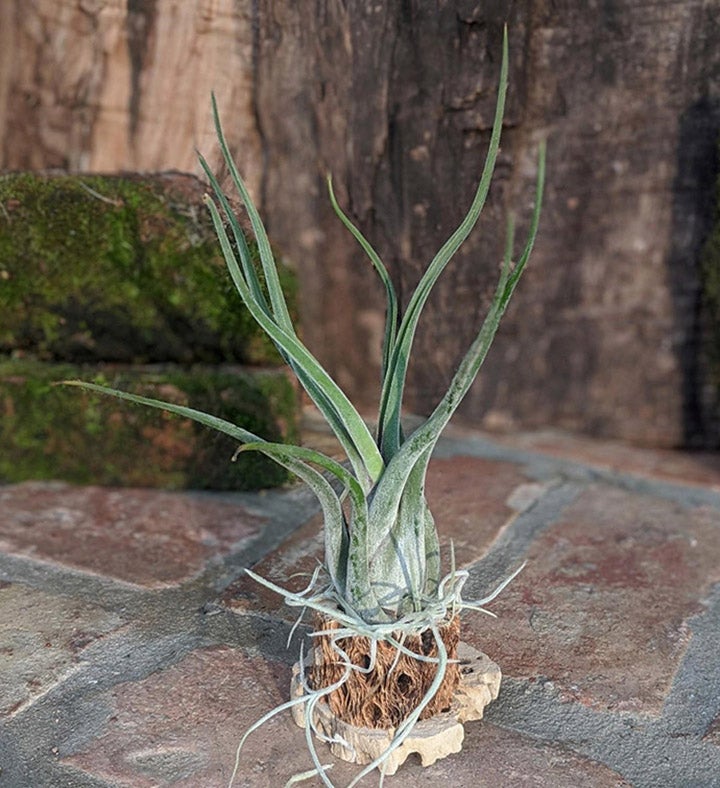 Live Air Plant Gift Set