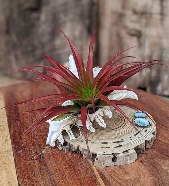 Live Air Red Plant Arrangement In A Sea Shell