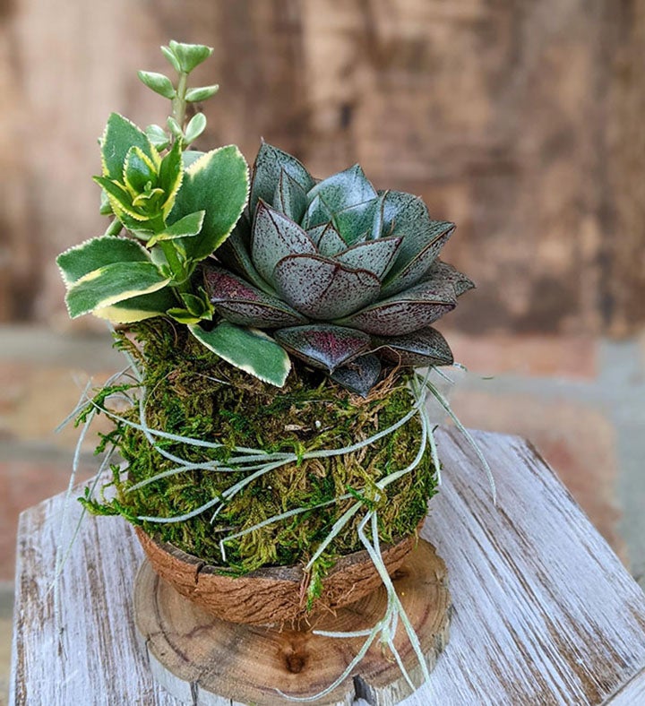 Succulent Gift  Live Potted Succulent Arrangement in a Driftwood Pot